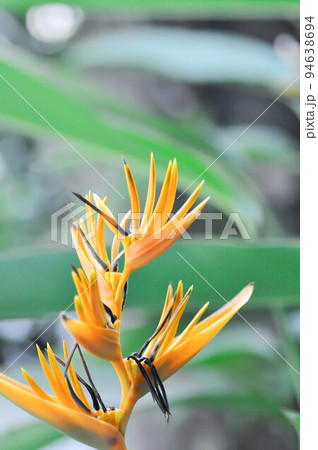 Bird of paradise, Strelitzia reginae or Sterliziaceae flower 94638694