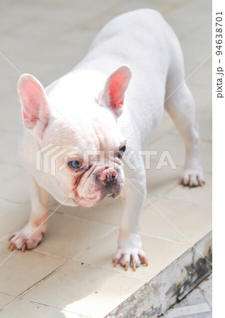 dog or french bulldog, French bulldog or old dog dog or french bulldog, French bulldog or old dog 94638701