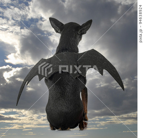 miniature pinscher in studio 94638924