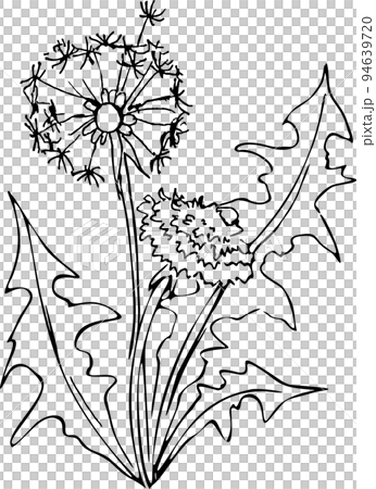 black and white contour sketch of a blooming dandelion, isolated element, decor black and white contour sketch of a blooming dandelion, isolated element, decor 94639720