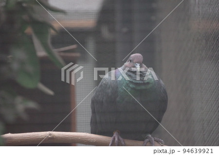 小笠原固有種で天然記念物の赤頭烏鳩(アカガシラカラスバト) 94639921