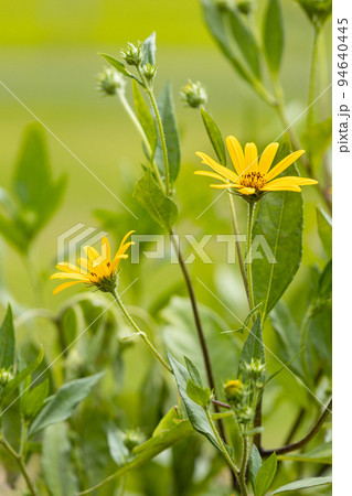 夏のひまわりの黄色い花が終わり　秋は天然のインシュリンを含む青空に届きそうな菊芋の黄色い花 94640445
