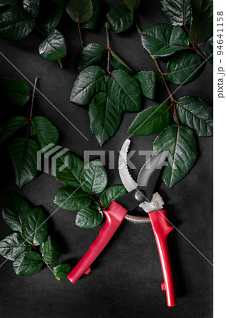 Garden pruner among cut rose leaves on a black background. Home gardening Garden pruner among cut rose leaves on a black background. Home gardening 94641158