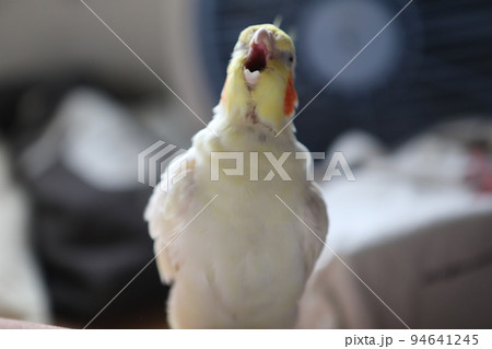 ペット お気に入り 愛玩動物 94641245