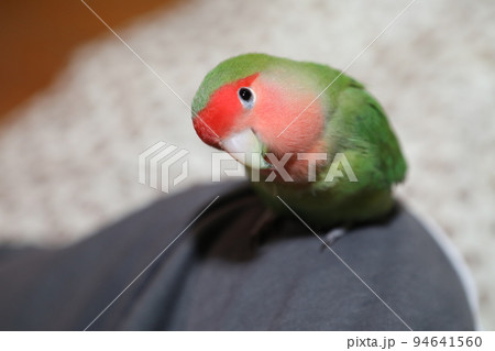 ペット お気に入り 愛玩動物 94641560