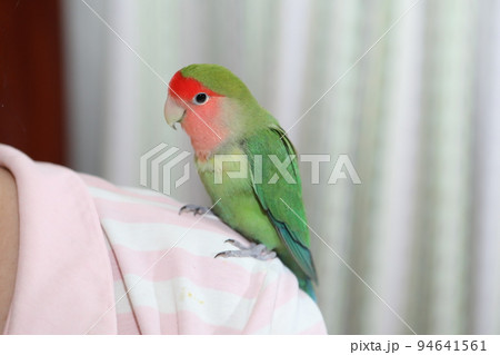 ペット お気に入り 愛玩動物 94641561