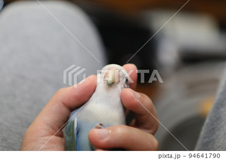 ペット お気に入り 愛玩動物 94641790