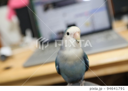 ペット お気に入り 愛玩動物 94641791