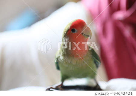 ペット お気に入り 愛玩動物 94642421