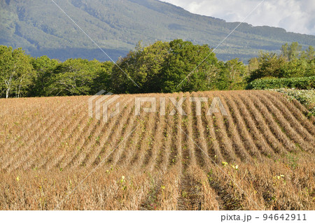 秋の北海道留寿都村で収穫間近の小豆畑の風景を撮影 秋の北海道留寿都村で収穫間近の小豆畑の風景を撮影 94642911
