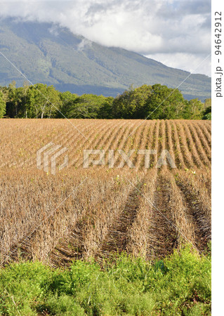 秋の北海道留寿都村で収穫間近の小豆畑の風景を撮影 94642912