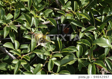 トゲのあるナニワイバラの果実 トゲのあるナニワイバラの果実 94642997