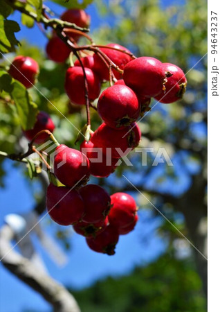 薬用植物	サンザシ（山査子）の実 94643237