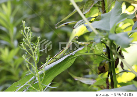 オオカマキリ 94643288