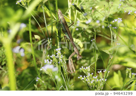 オオカマキリ 94643299