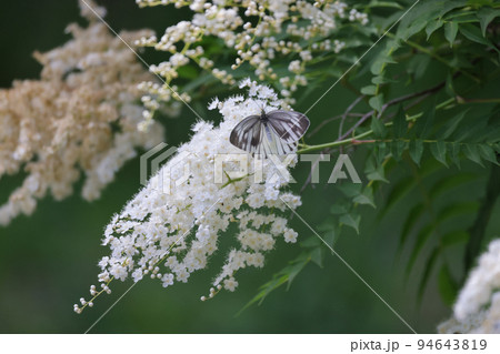 ホザキナナカマドに集まる蝶々 ホザキナナカマドに集まる蝶々 94643819
