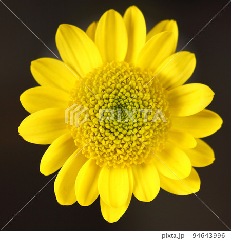 yellow flower closeup yellow flower closeup 94643996