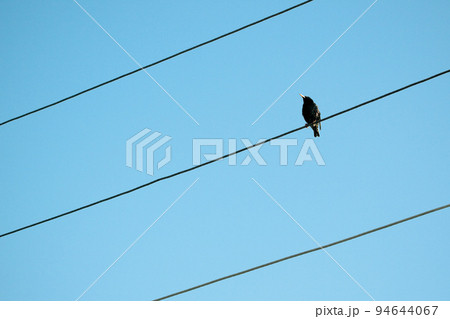 bird on a wire bird on a wire 94644067
