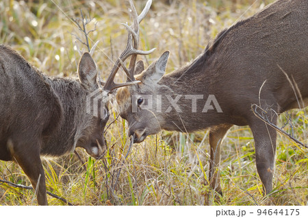 角を突きあわせて戦うエゾシカ(北海道) 角を突きあわせて戦うエゾシカ(北海道) 94644175