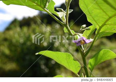 白茄子の花 94644665