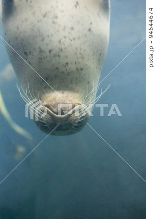 〔大阪市港区・海遊館〕ゴマフアザラシ　逆さ泳ぎ　逆さま 94644674