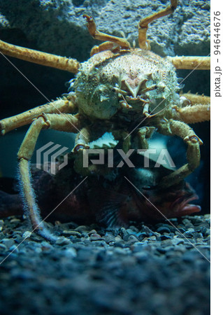 〔大阪市港区・海遊館〕ユメカサゴと共生するタカアシガニ 〔大阪市港区・海遊館〕ユメカサゴと共生するタカアシガニ 94644676