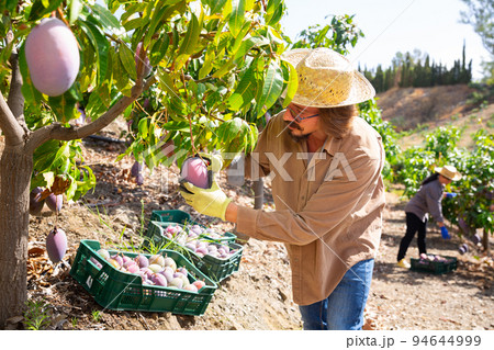 Confident hired employee harvesting mango in garden Confident hired employee harvesting mango in garden 94644999