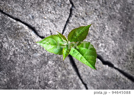 Small tree sprouted from the rock, new life, hope, resilience, green plant growing in stone 94645088