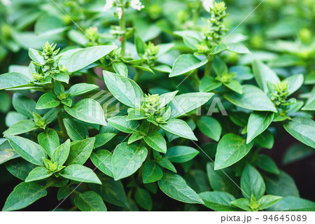 Greek basil plants blooming in the herb garden, basil growing outdoors 94645089
