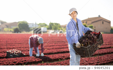 Smiling girl gardener with crate of fresh lettuce 94645201