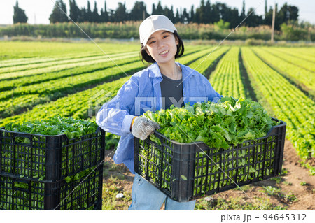 Portrait of asian girl stacking plastic crates with green lettuce harvest in backyard of farm 94645312