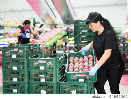Female worker puting boxes of mango 94645362