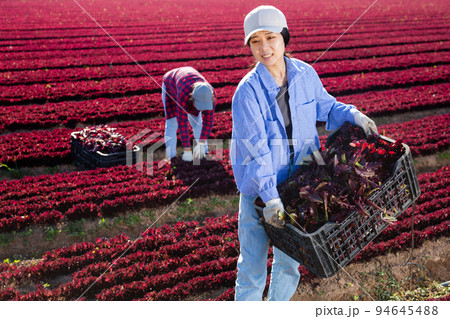 Smiling girl gardener with crate of fresh lettuce 94645488