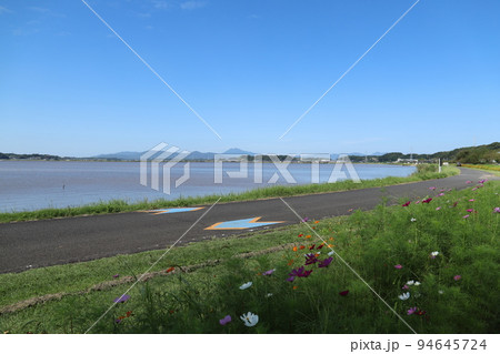 つくば霞ヶ浦りんりんロード沿いに咲く秋桜と筑波山 94645724