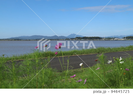 つくば霞ヶ浦りんりんロード沿いに咲く秋桜と筑波山 94645725