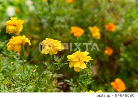 色鮮やかなマリーゴールド 色鮮やかなマリーゴールド 94646030