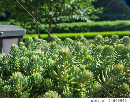 多肉植物 肉厚の 植物 94646946
