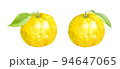柚子の水彩イラスト　アナログ手描き　背景透過 94647065