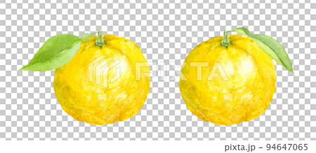 Yuzu watercolor illustration analog hand drawn background transparent 94647065