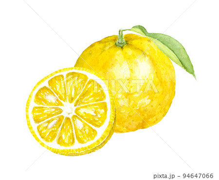 柚子の水彩イラスト　アナログ手描き　背景透過 94647066