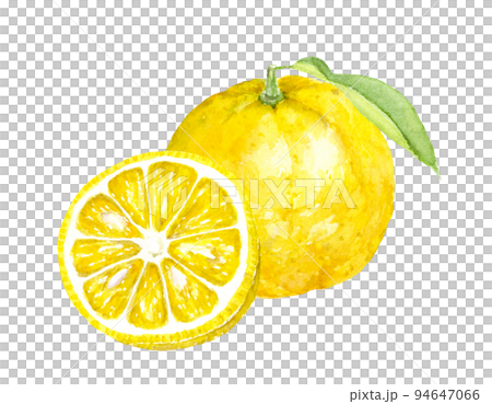 柚子水彩插圖模擬手繪背景透明 94647066