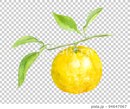 枝付きの柚子の水彩画　アナログ手描き　背景透過 94647067