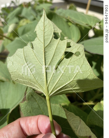 サツマイモの害虫 サツマイモの害虫 94647903