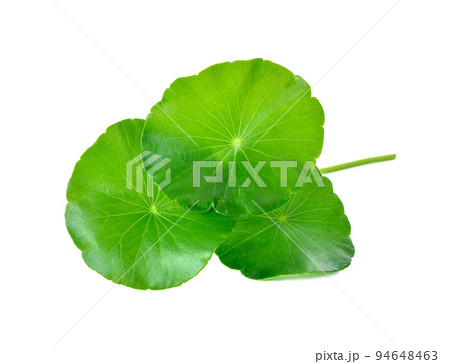 gotu kola, asiatic pennywort, centella asiatica, ayurveda herbal gotu kola, asiatic pennywort, centella asiatica, ayurveda herbal 94648463