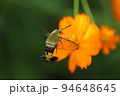 日本の秋の野原に咲くオレンジ色のキバナコスモスの蜜を吸うオオスカシバ 94648645