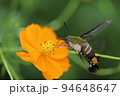 日本の秋の野原に咲くオレンジ色のキバナコスモスの蜜を吸うオオスカシバ 94648647