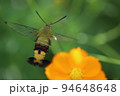 日本の秋の野原に咲くオレンジ色のキバナコスモスの蜜を吸うオオスカシバ 94648648