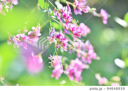 秋の七草　満開のハギの花 94648939