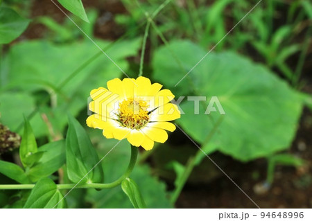 花弁が鮮やかな黄色のジニア 94648996