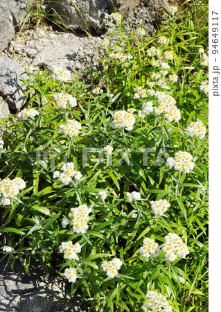 黒部立山アルペンルートからの風景 ウラジロナナカマド 黒部立山アルペンルートからの風景 ウラジロナナカマド 94649117